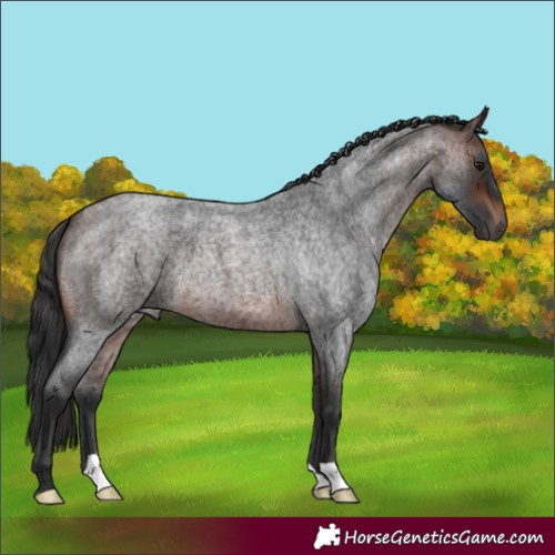 Horse Color:Brown Roan