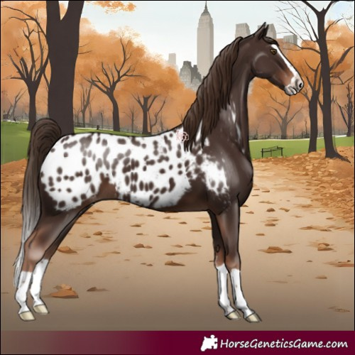 Horse Color:Liver Chestnut Splash Appaloosa