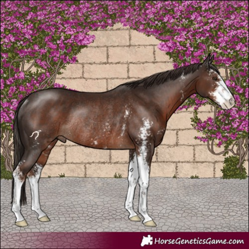 Horse Color:Liver Chestnut Sabino Rabicano