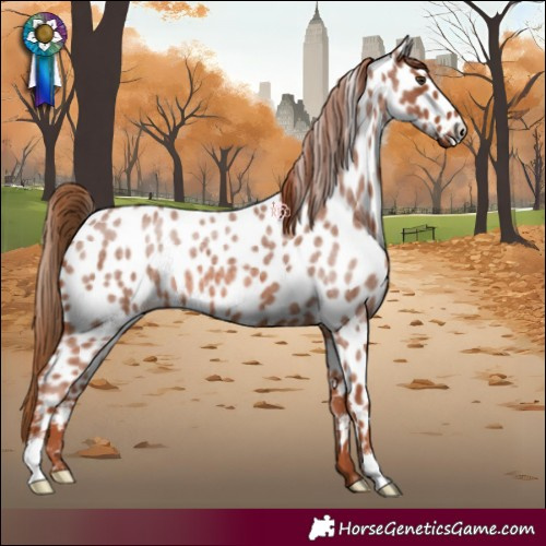 Horse Color:Red Roan Appaloosa