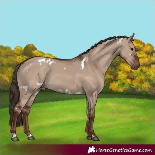 Horse Color:White Spotted Liver Red Dun
