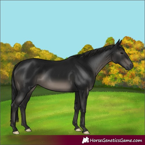 Horse Color:Gray Black 