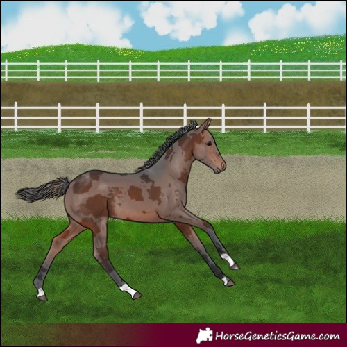 Horse Color:Brown Merle