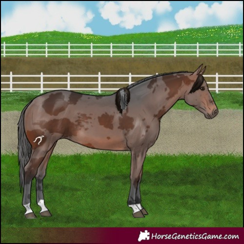 Horse Color:Brown Merle 