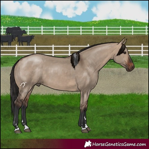 Horse Color:Bay Dun