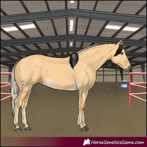 Horse Color:Palomino Dun
