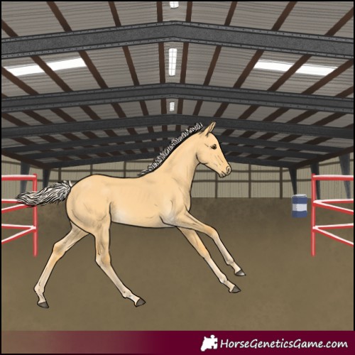 Horse Color:Palomino Dun 