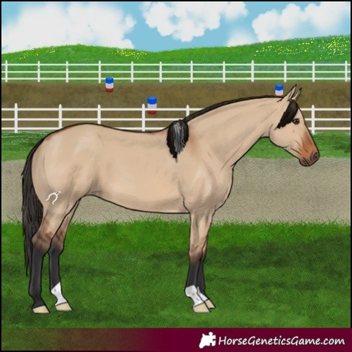 Horse Color:Bay Dun 