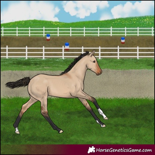 Horse Color:Bay Dun 