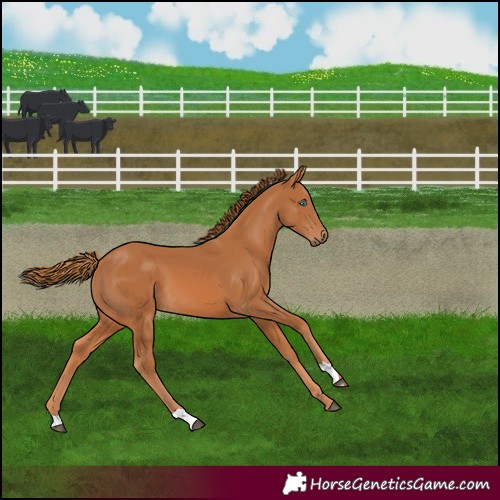Horse Color:Chestnut 