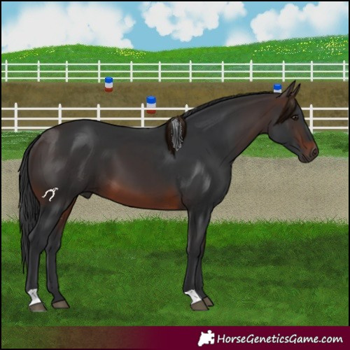 Horse Color:Brown 