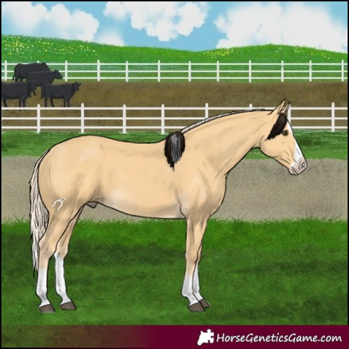 Horse Color:Palomino Splash 