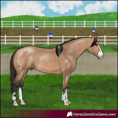 Horse Color:Bay Dun 