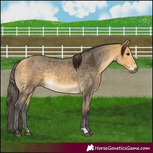 Horse Color:Buckskin Merle Rabicano