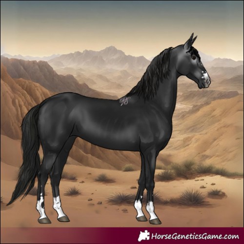 Horse Color:Gray Black