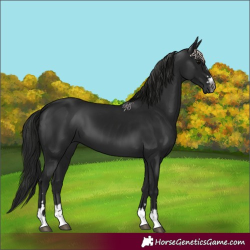 Horse Color:Gray Black