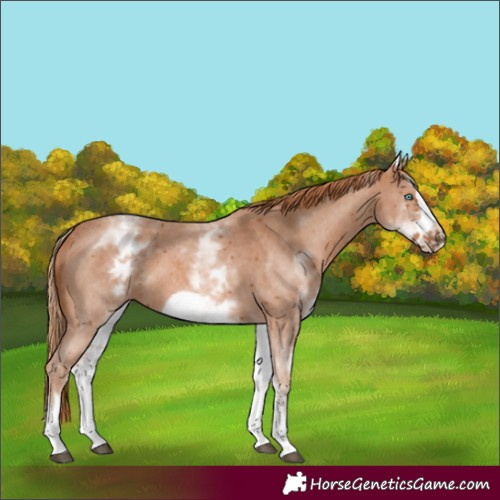 Horse Color:White Spotted Chestnut Sabino Frame 