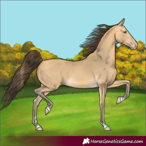 Horse Color:Unknown 