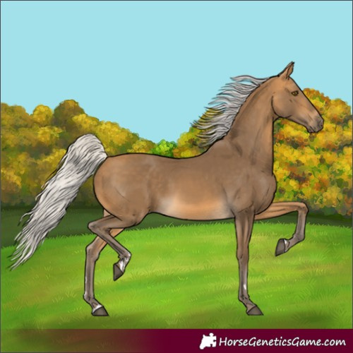 Horse Color:Silver Buckskin Rabicano