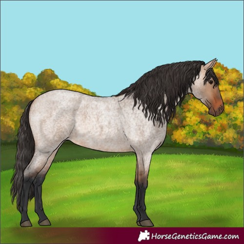 Horse Color:Bay Roan Dun