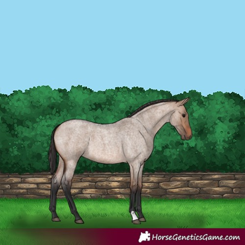 Horse Color:Brown Roan Dun