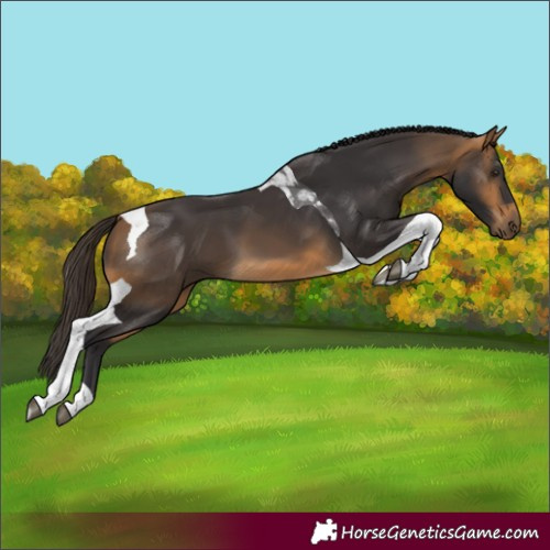 Horse Color:Buckskin Tobiano 