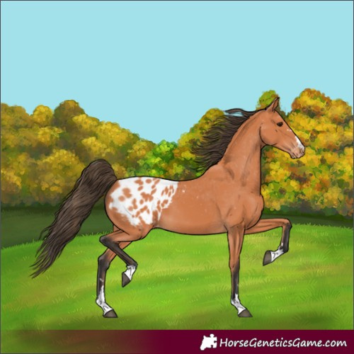 Horse Color:Bay Appaloosa