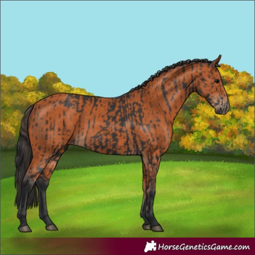 Horse Color:Black and Bay