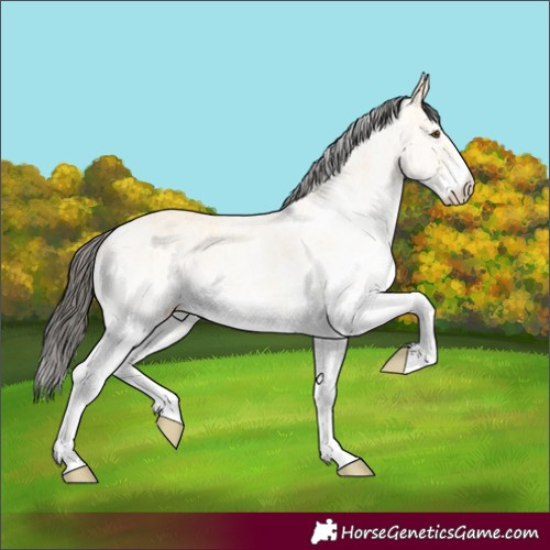 Horse Color:White Spotted Buckskin Ice Dun 