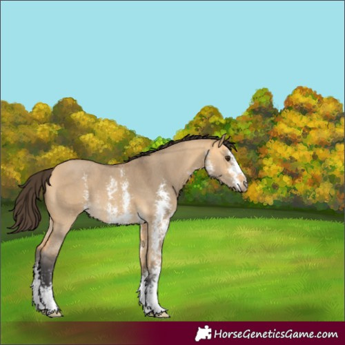 Horse Color:Buckskin Dun Sabino