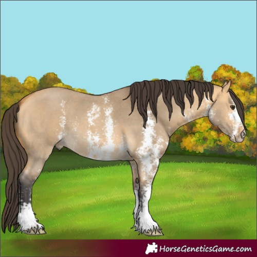 Horse Color:Buckskin Dun Sabino