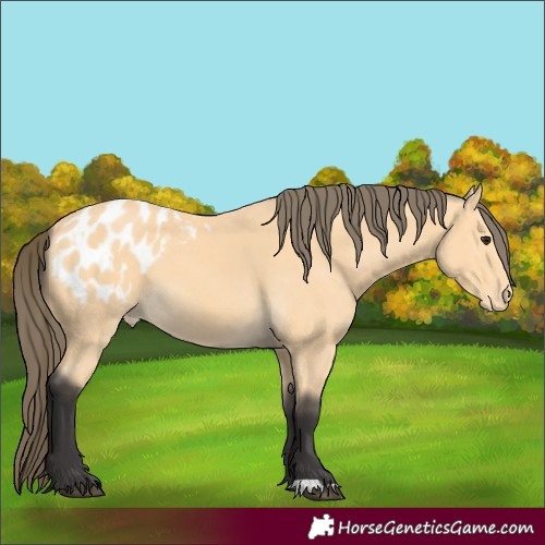 Horse Color:Buckskin Blanket 