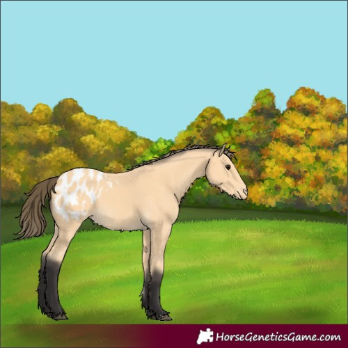 Horse Color:Buckskin Appaloosa