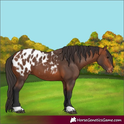 Horse Color:Bay Blanket 