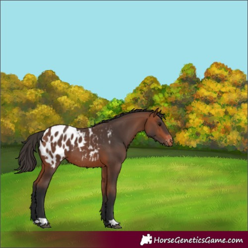 Horse Color:Bay Appaloosa