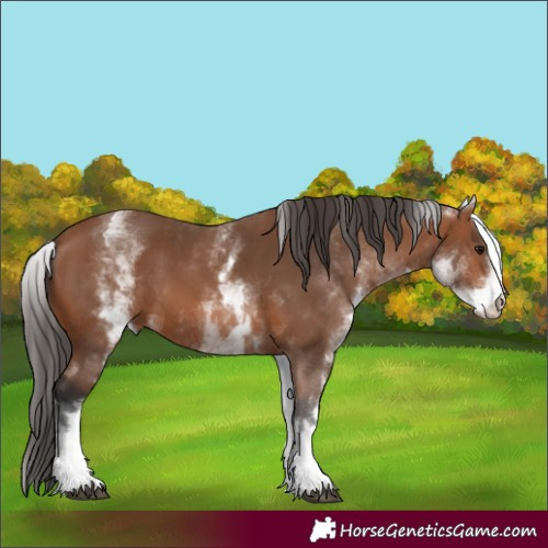 Horse Color:White Spotted Bay 