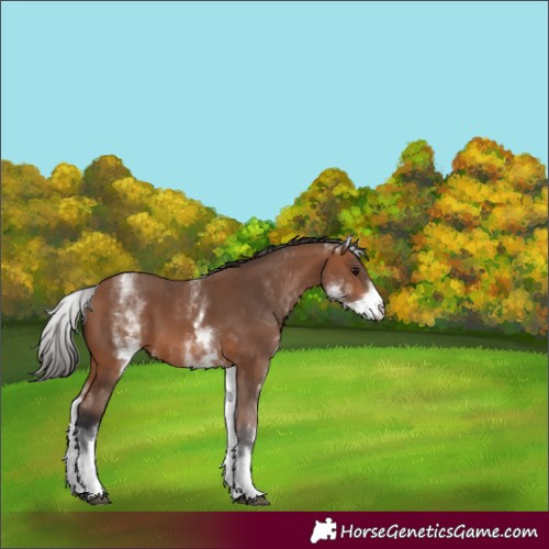 Horse Color:White Spotted Bay