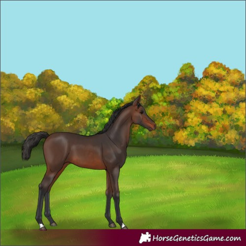 Horse Color:Brown and Brown