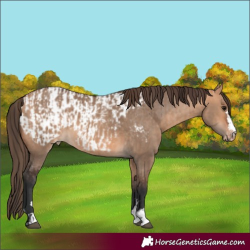 Horse Color:Bay Dun  and Bay Dun Appaloosa 