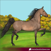 Horse Color:Brown Dun  and Brown Dun 