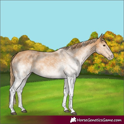Horse Color:White Spotted Chestnut 