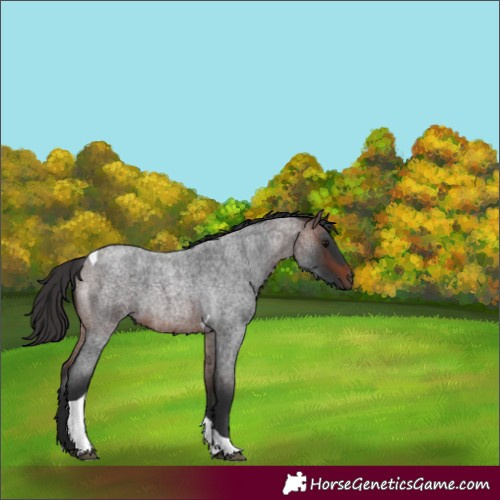 Horse Color:Unknown