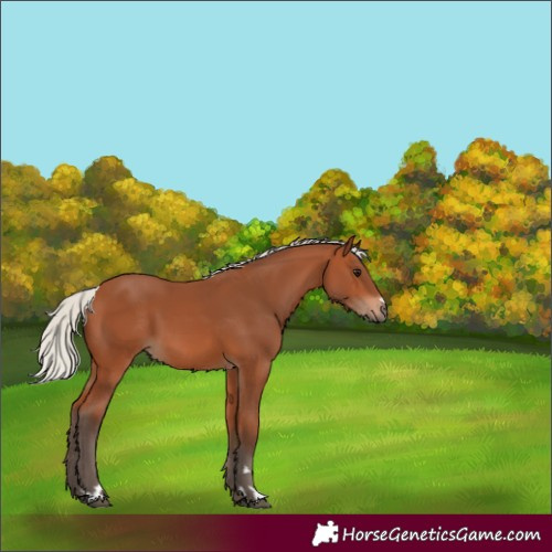 Horse Color:Unknown 