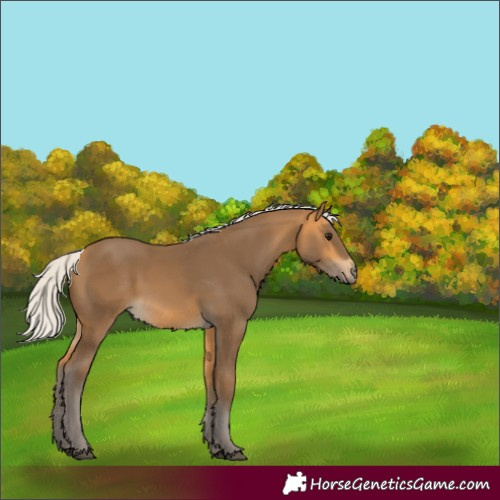 Horse Color:Unknown 