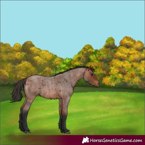 Horse Color:Unknown 