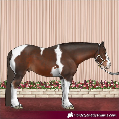 Horse Color:Liver Chestnut Tobiano 