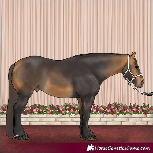 Horse Color:Buckskin Rabicano 
