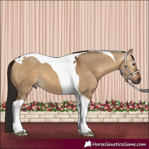 Horse Color:Gray Bay Dun Tobiano
