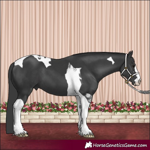 Horse Color:Black Tobiano