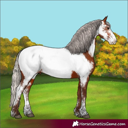 Horse Color:Silver Bay Sabino Near Fewspot Rabicano 